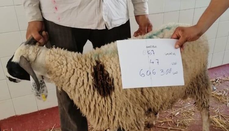 بلمسة زر مغاربة اختاروا شراء أضحية العيد عن بعد